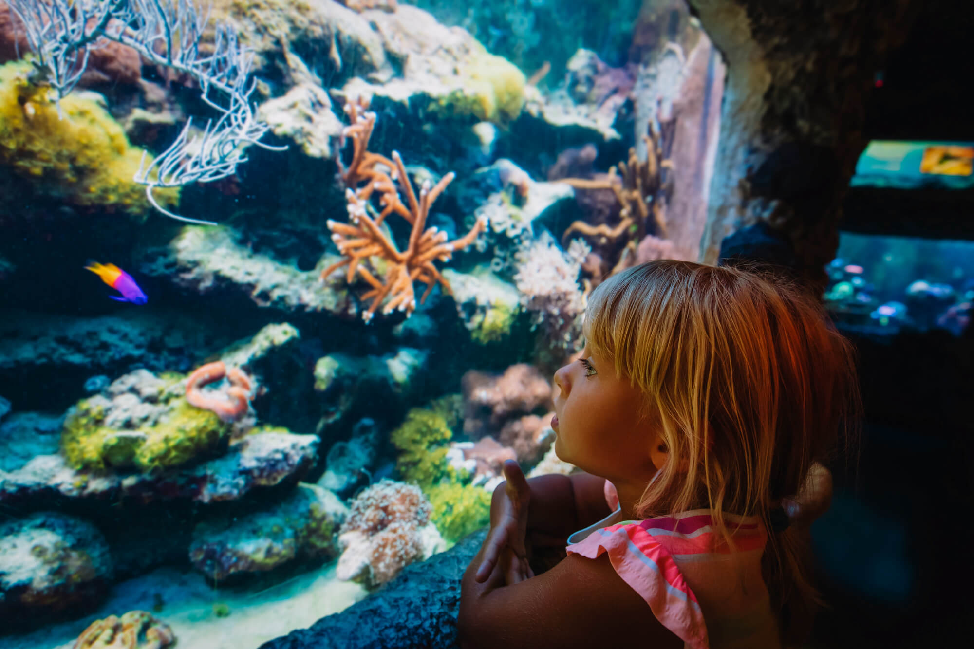 Taking Kids to an Aquarium in Tampa, FL 
