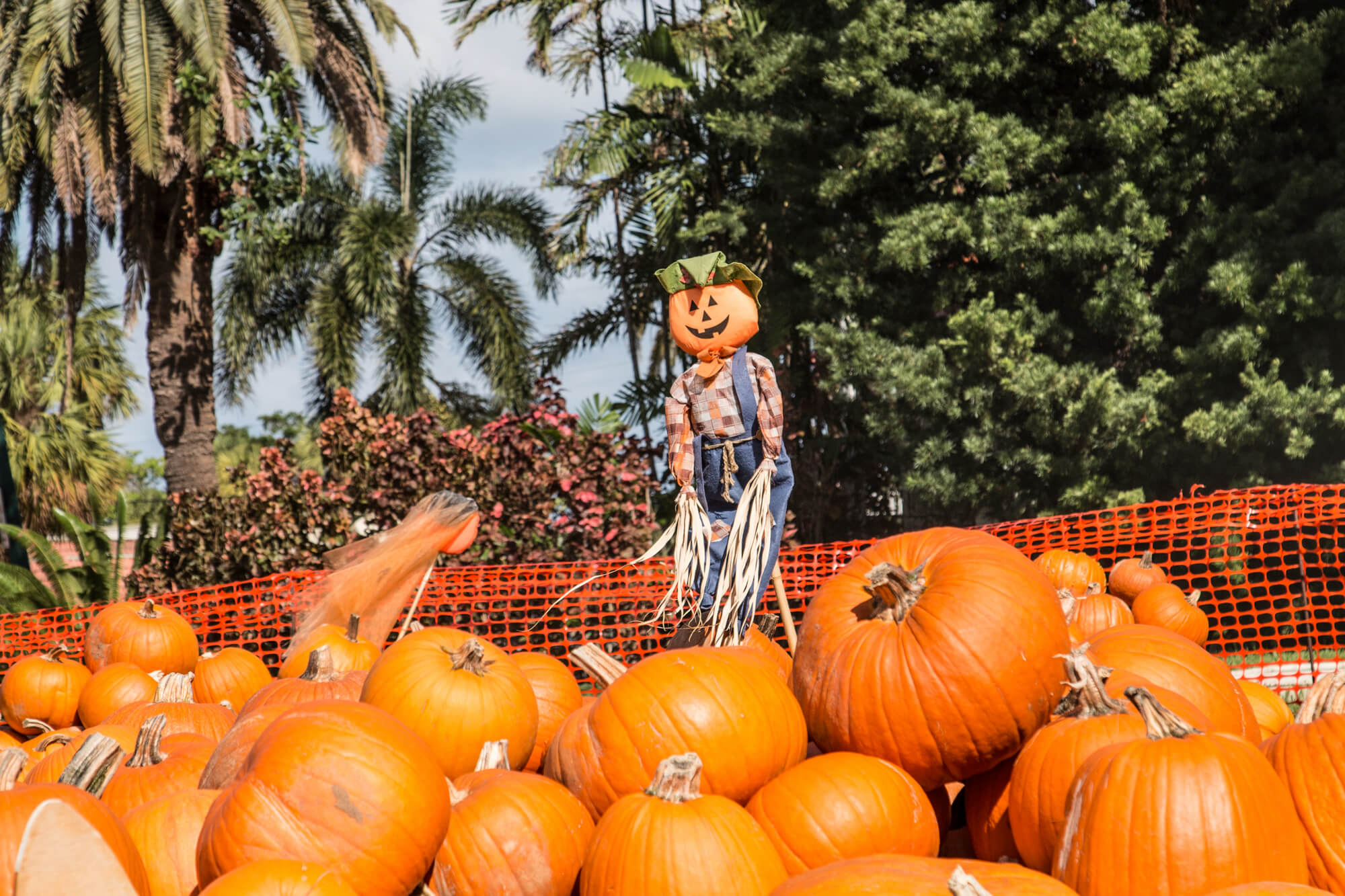 Things to Do This Fall in Tampa FL