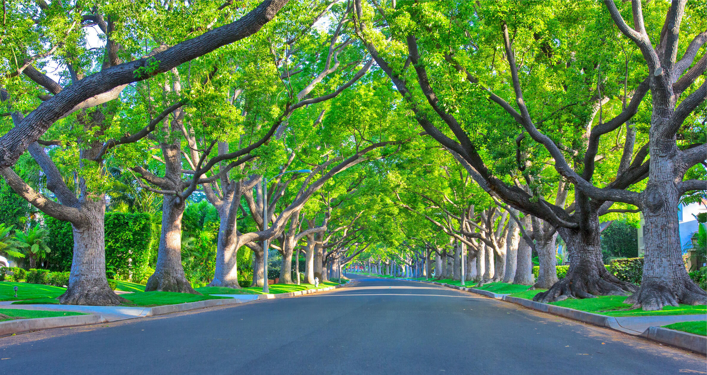 Neighborhoods in Tampa With Tree-Lined Streets 