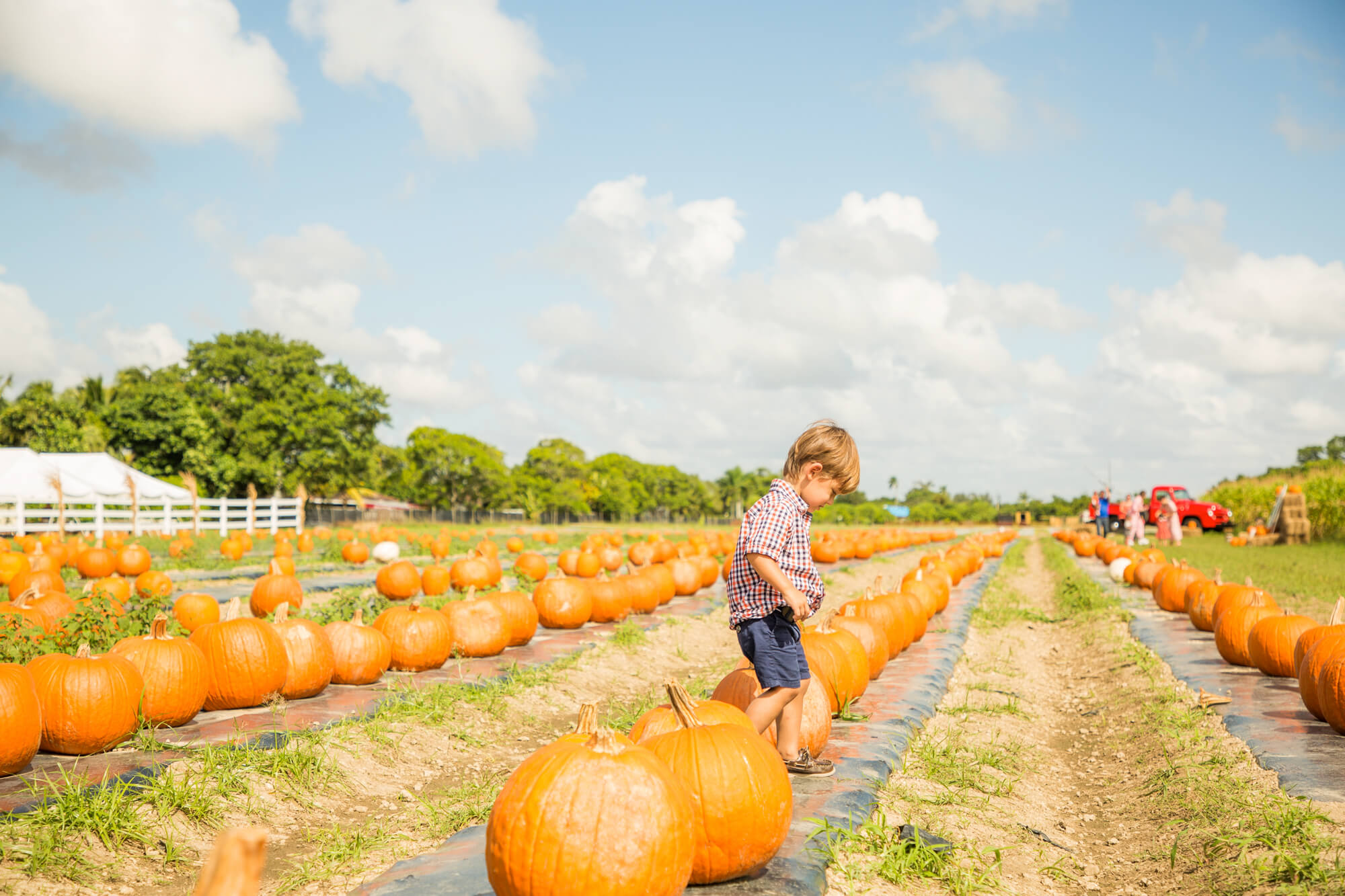 Things to Do in Tampa FL in the Fall 